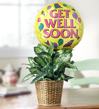 Get Well Green Plant with Balloon