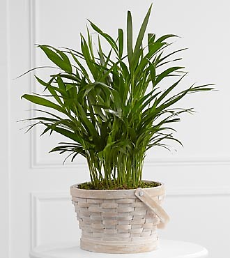 The Deeply Adored™ Palm Planter