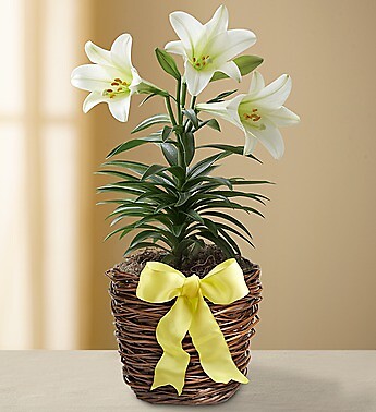 Easter Sentiments™ Lily Plant